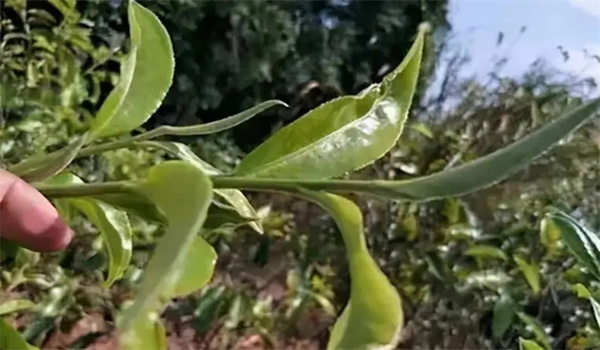 什么样的茶树适合制作白茶