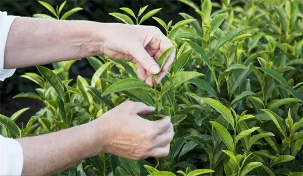 打有农药的茶叶是不是不能喝