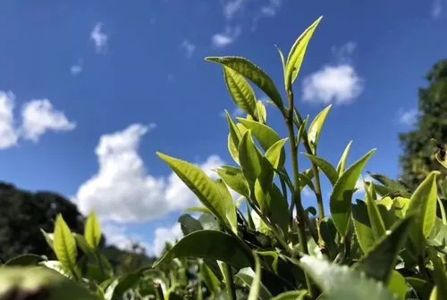 古树茶与台地茶有什么不同