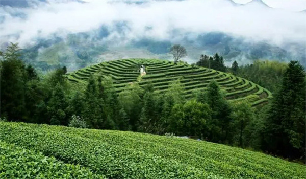 高山茶一定是好茶吗