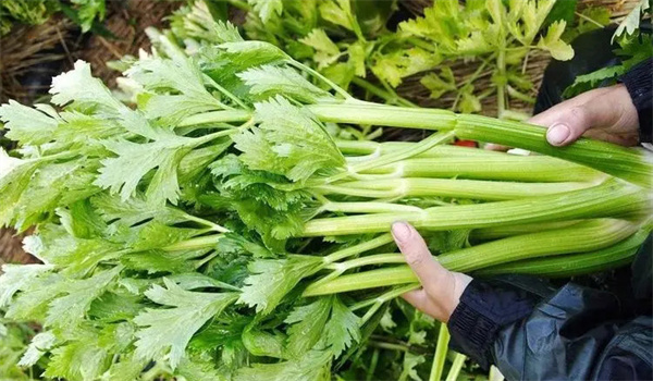 市场上如何挑选芹菜