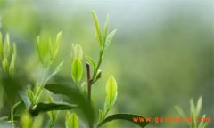 什么是雨前茶，什么是头春茶、早春茶？