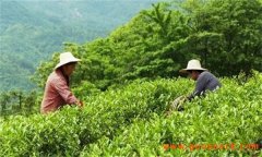 乌龙茶特有的采摘方式和制作工序简介